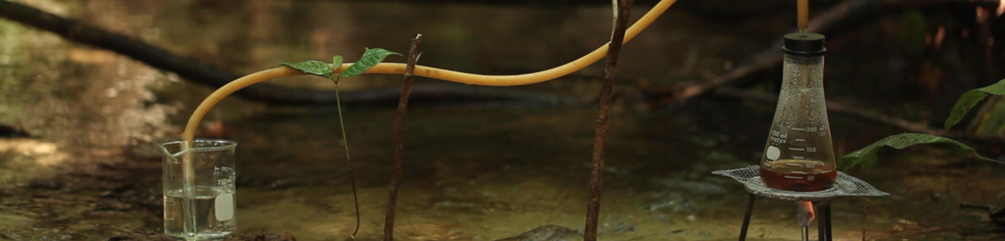 Jungle Experiments in the Amazon