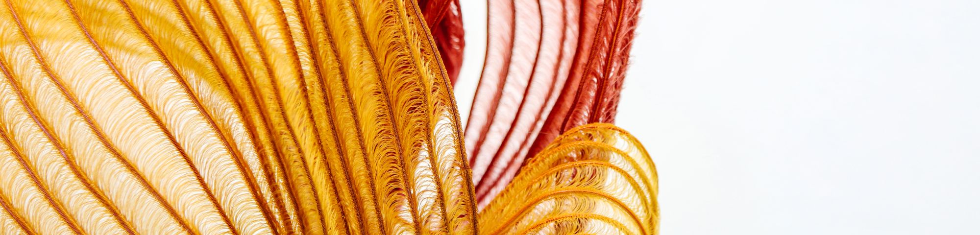 Close-up of red and yellow feathers against a white background.
