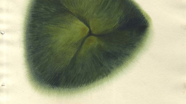 Object of the week: watercolour of tightly folded leaf by Mary Harper. https://t.co/MzQmeHCNOE