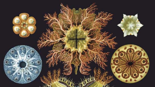 Artefact front cover showing anemones by Ernst Haeckel