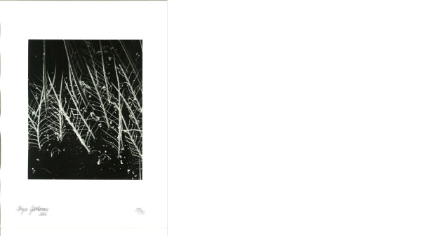 Black and white photograph of plants