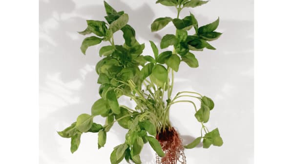Air plant - basil