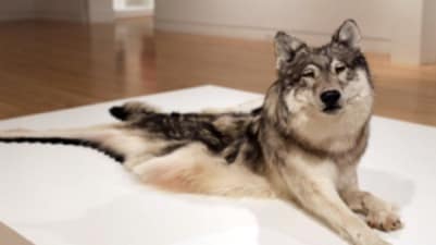A texidermy dog in gallery: ‘Inert’ by Nicholas Galanin (2009)