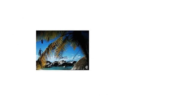 A photo of a palm tree with black squiggles on it