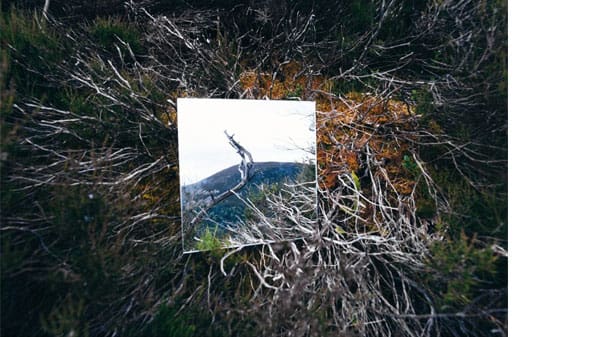 A photograph on the floor of dried foliage