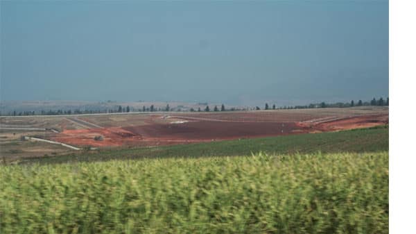 A window shot of a pineapple plantation