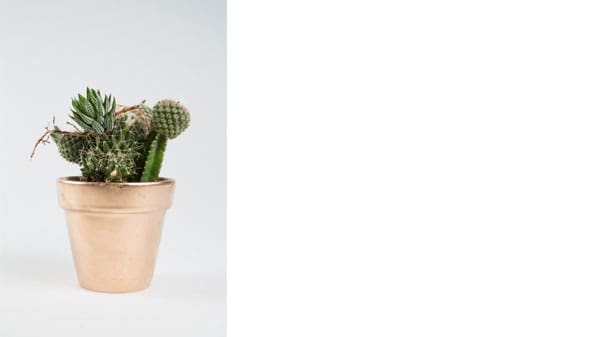 A cactus in a gold plant pot
