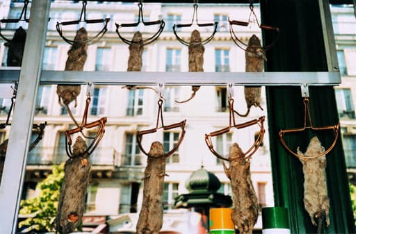 Rats hanging in traps
