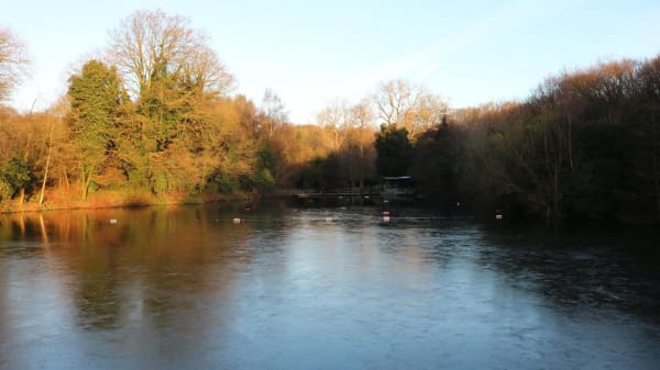 A large pond surrounded by trees