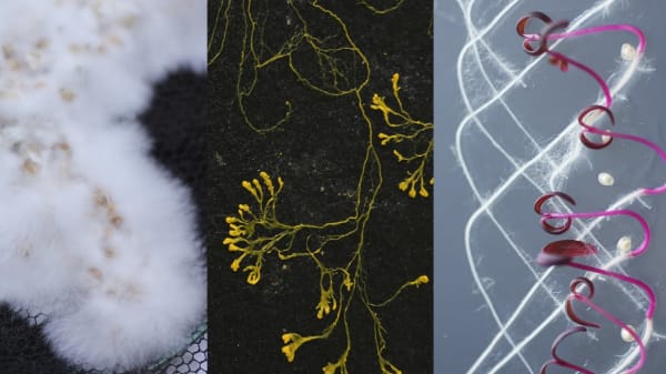 Abstract collage of fabrics