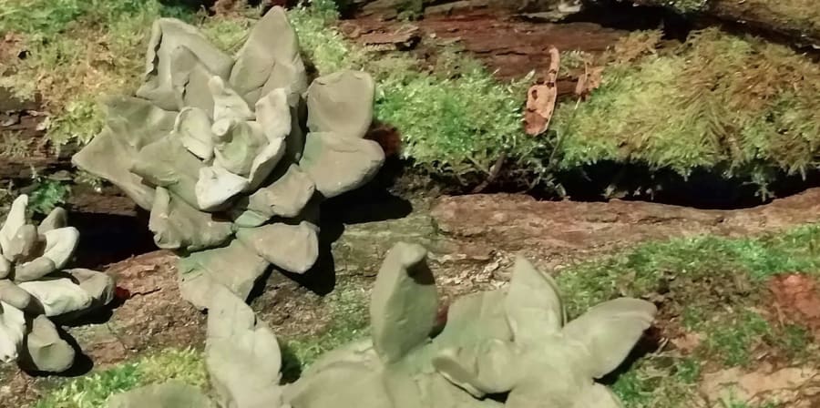 A close up of a succulent plant growing on some wood