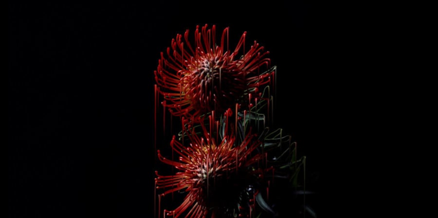 micro image of red flowe on black background