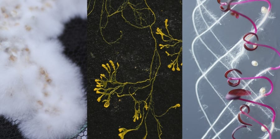 Living Systems Lab Research Group Ual