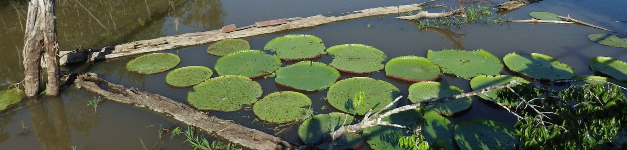 Image credit Naomi Bailey-Cooper, Water Lilies Lake