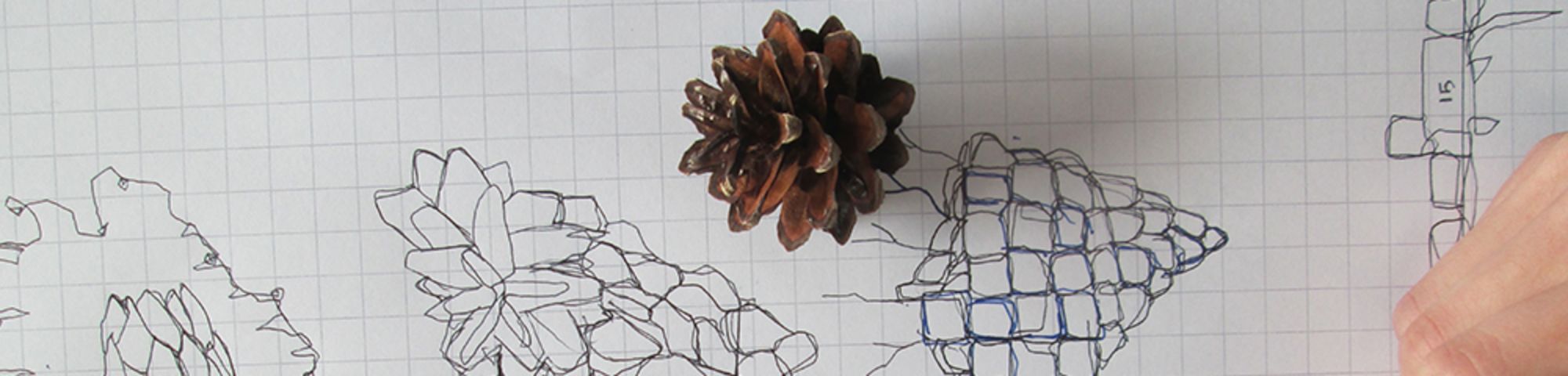 Embedding maths in art pine cone image