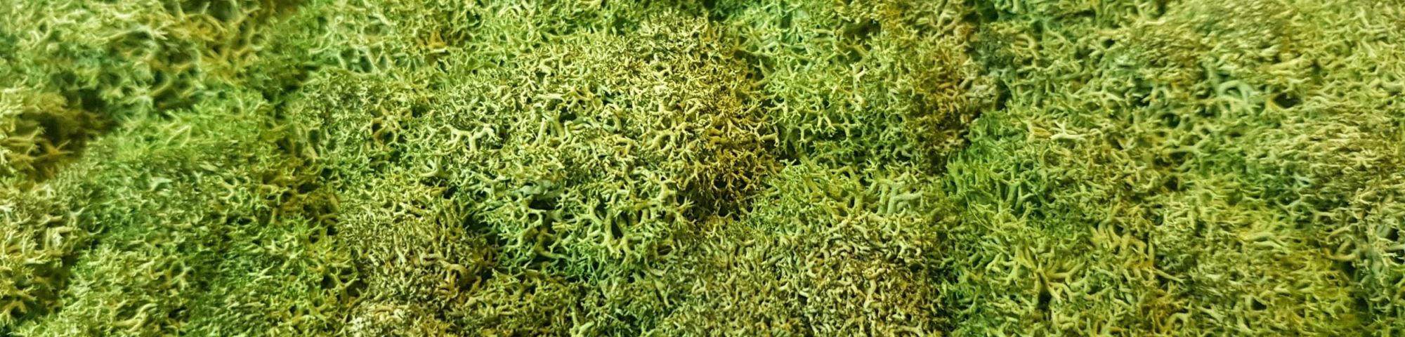 A close up of green succulent plants