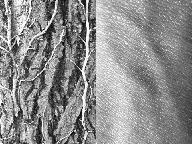 Close up image of bark and bone materials
