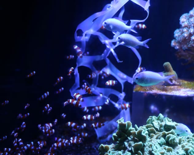 Tropical fish in aquarium with plastic in the water highlighting the issue with people throwing plastic into the oceans.