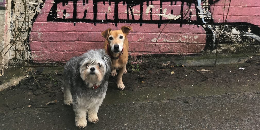 a picture of two dogs in front of a grafitti mural