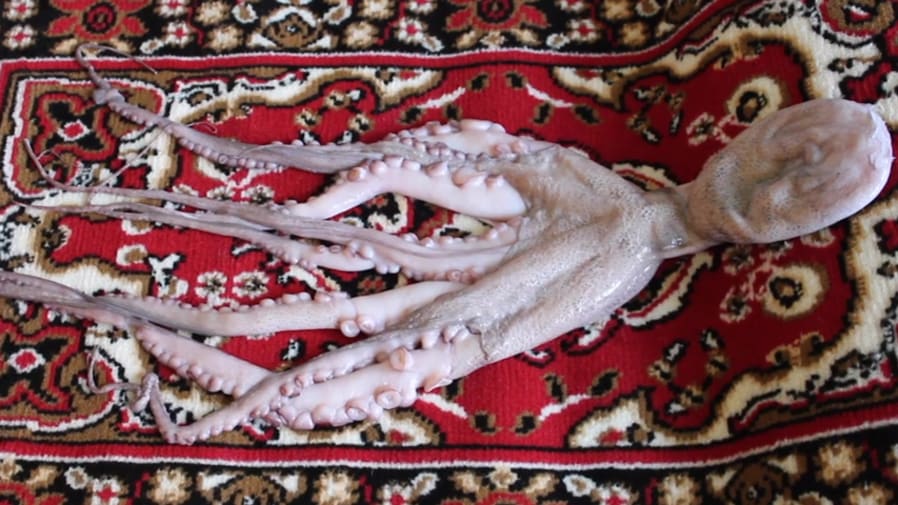 octopuss on a rug