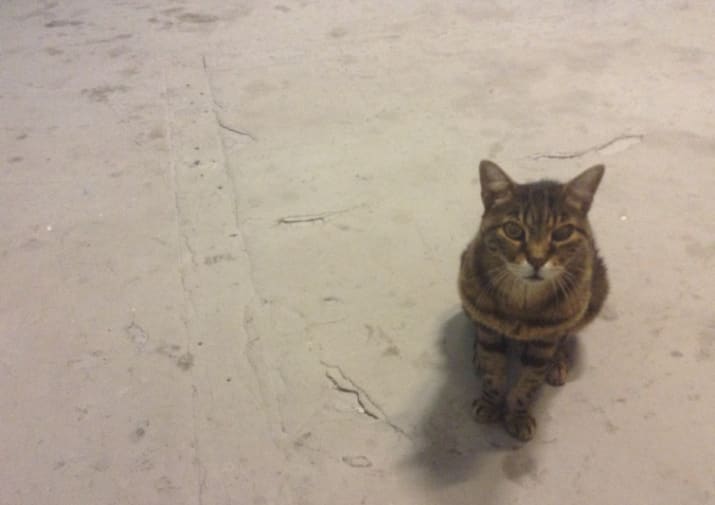 photo of a tabby cat from above on white floor