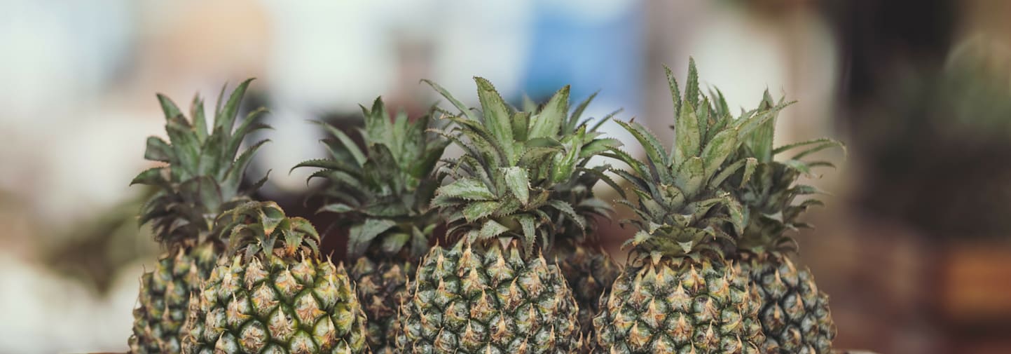 A lineup of pineapples. Pineapple leaf fibre can be used as a new natural material.