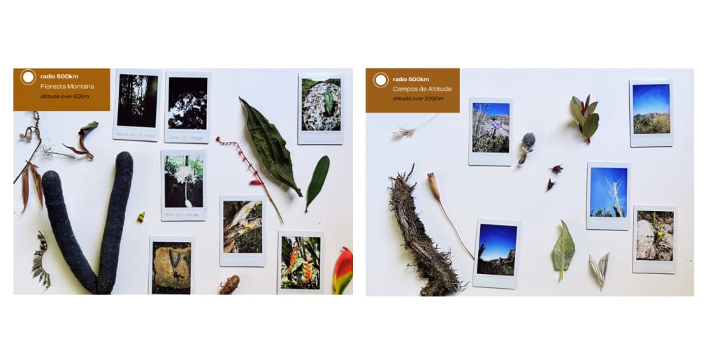 Two boards side by side pinned with objects and photos from nature and notes relating to each. 