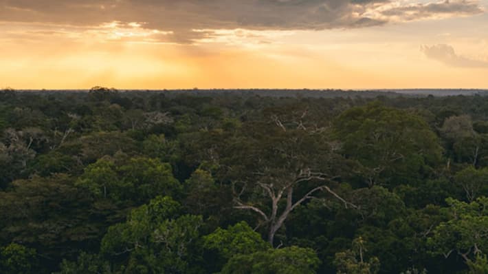 Photo of the Amazon Rainforest in Brazil at sunset