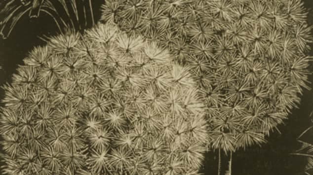 A dandelion wood engraving