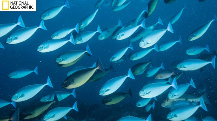 Image of fish from the National Geographic website