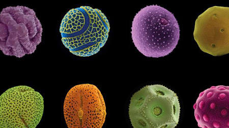 Two rows of four specimen shown underneath a mircoscope, each one is a different colour and shape