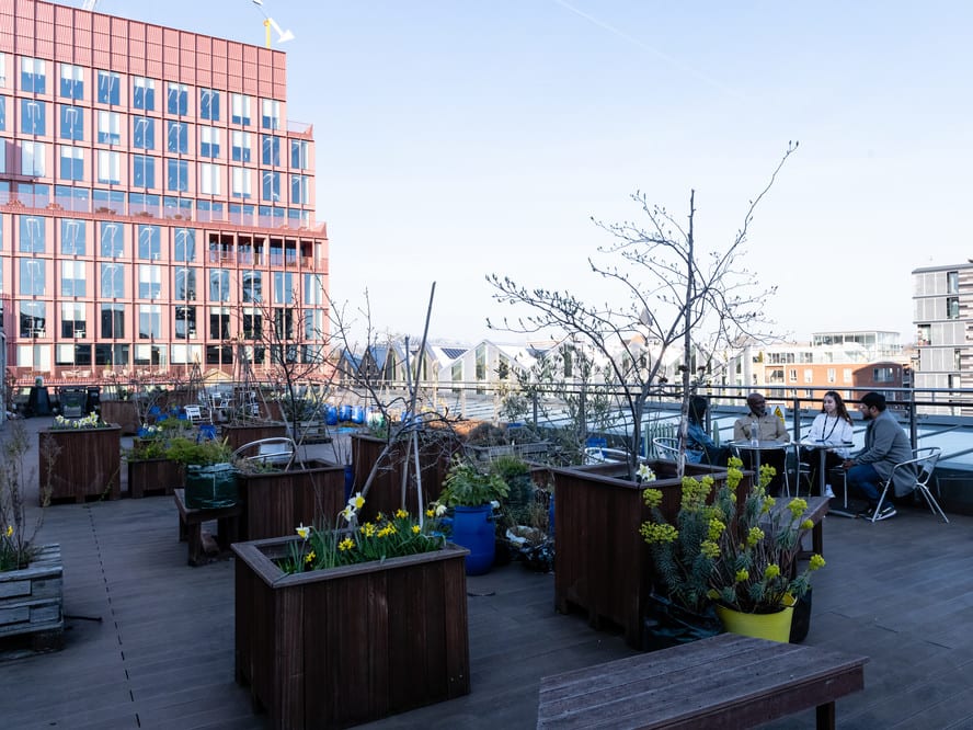 Plants and flowers in containers on a roof 