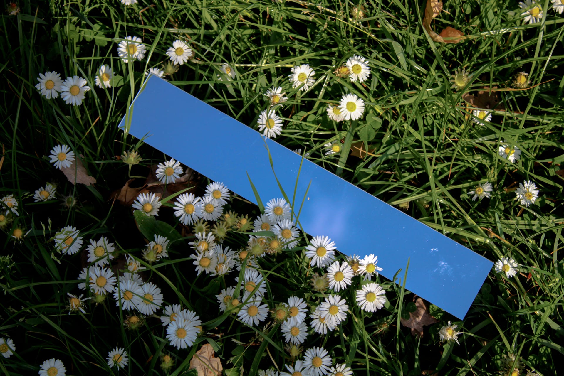 An image of the environment with flowers and reflection of the sky through a mirror