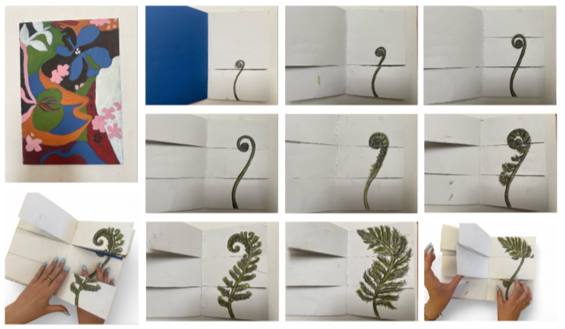 Flip book of a fern unfurling at different stages. Some of the pages have been cut into 3 flaps.