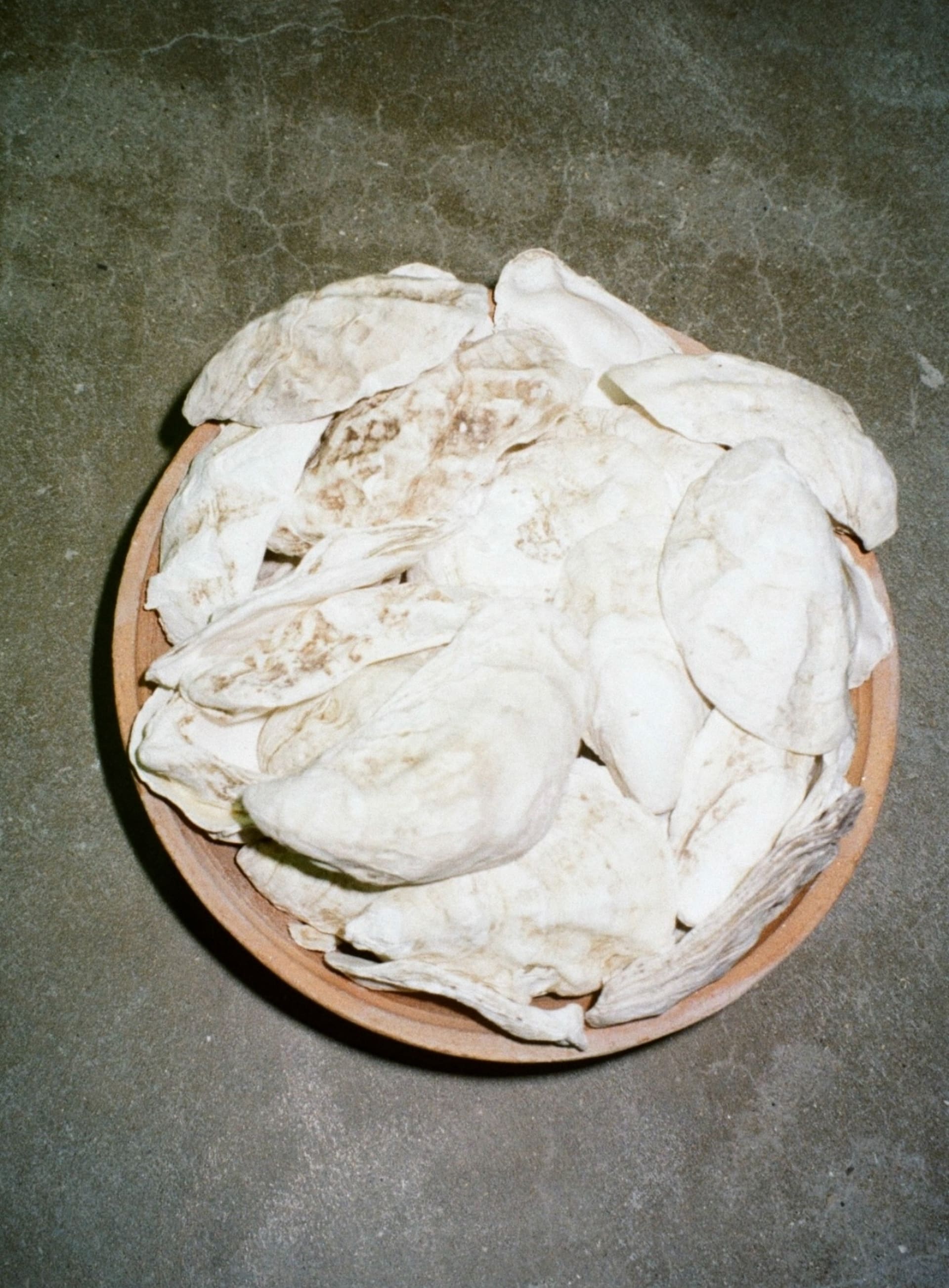 oyster shells in a bowl on a grey concrete marbled floor that have been fired in the kiln and are now bleached white