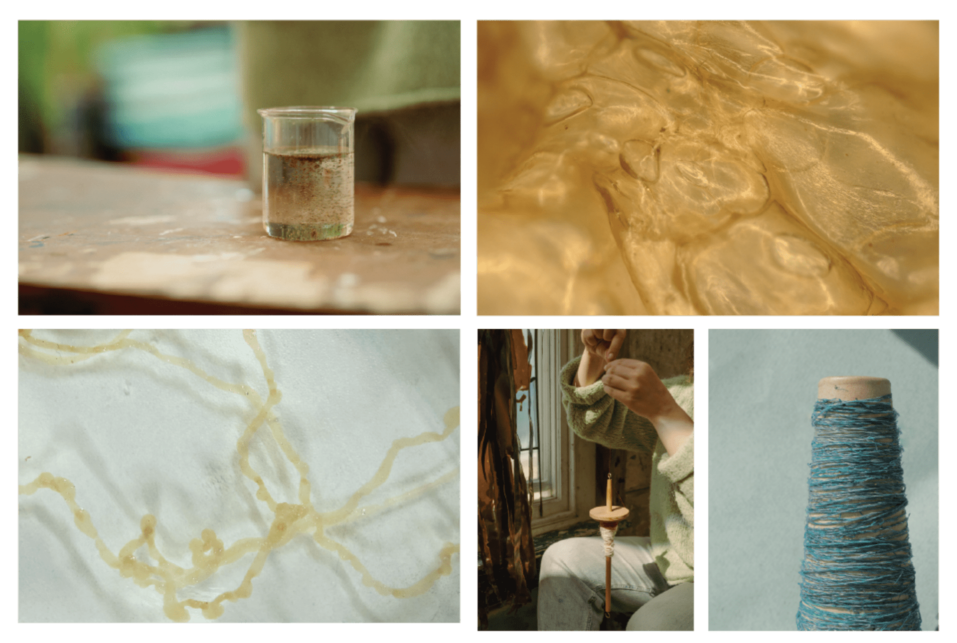 Photos depicting the process from seaweed to yarn, including alginate extraction, extrusion to yarns and spinning. 