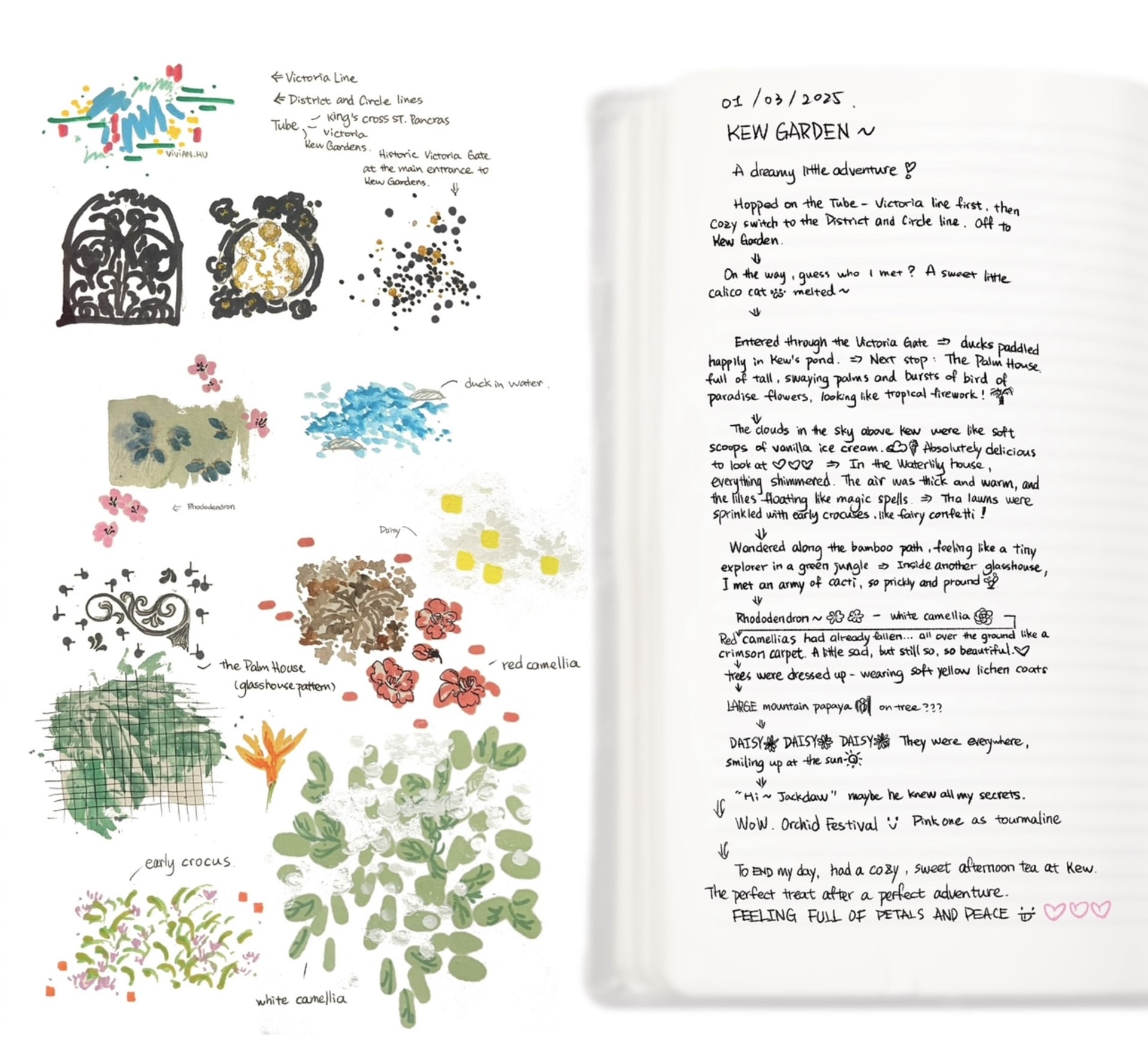 Using quick sketches and photography, I documented fleeting scenes from my Kew Gardens visit—camellias, clouds, ducks, even the Tube ride—translating 