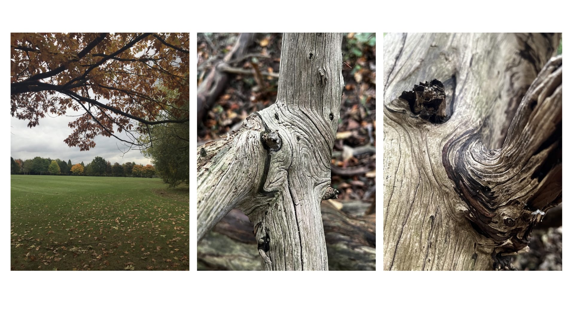 1st image is of a park, 2nd image is a close up of wood grain, 3rd image is of a close up of grain on branch connection