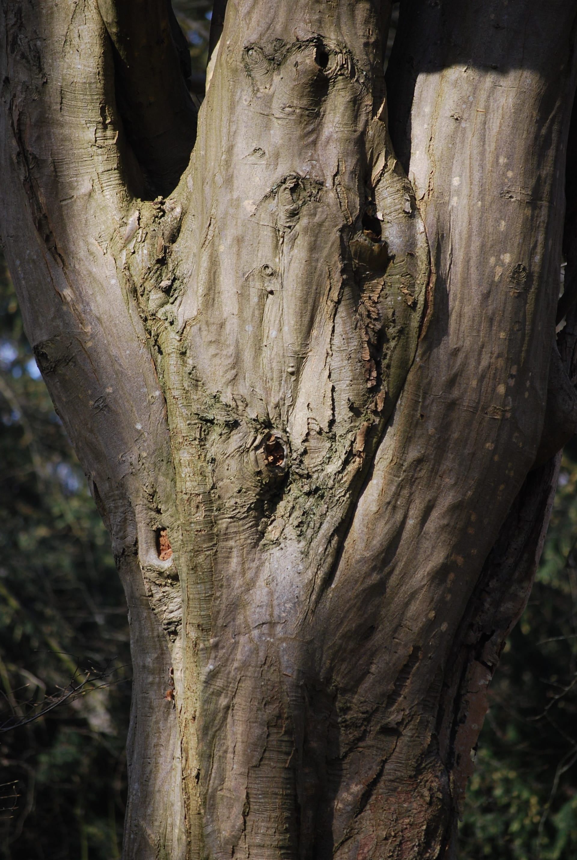 Wood that looks like bodies.