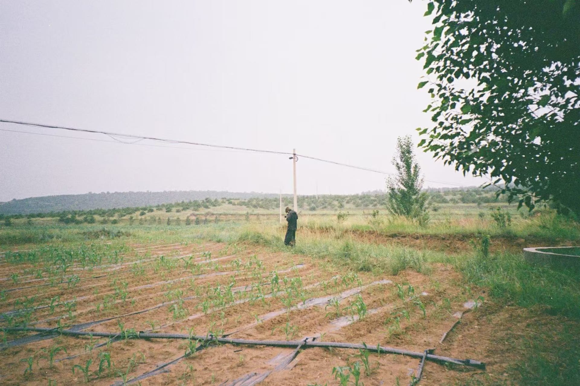 A man takes a photograph in a rural field surrounded by young crops and distant hills.