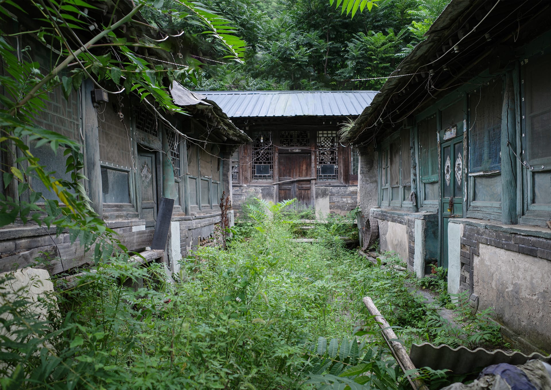 A courtyard occupied by plants