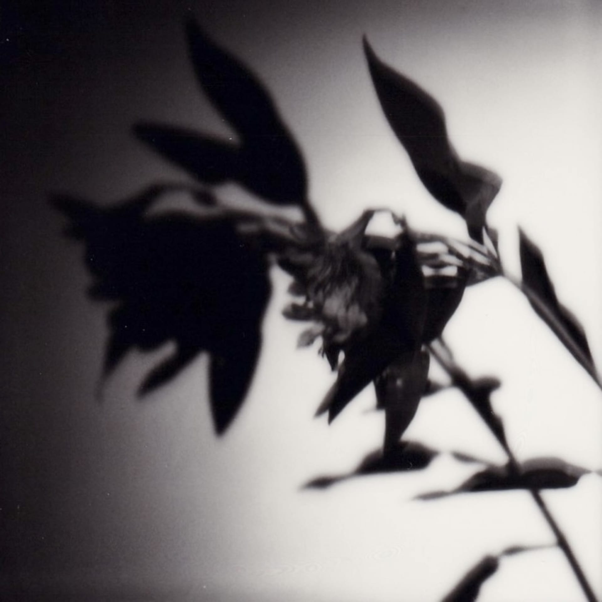 A blurred black-and-white photo showing the shadow of a dying flower.