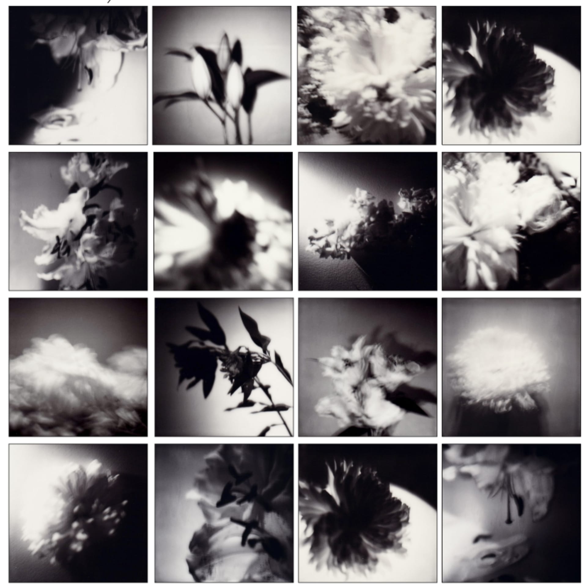 Sixteen black-and-white blurred photos of flowers showing stages of bloom and decay.
