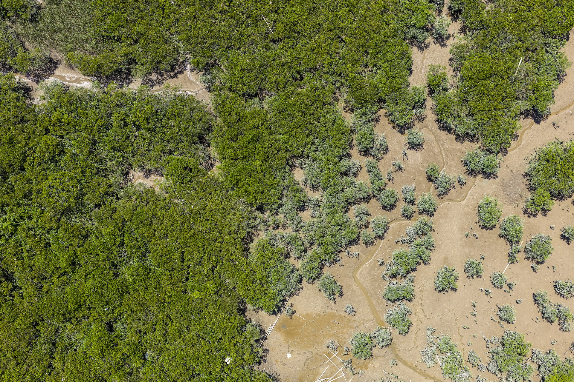 Vertical view of mangroves intertwined with marine debris, such as white foam and the remains of abandoned rafts.