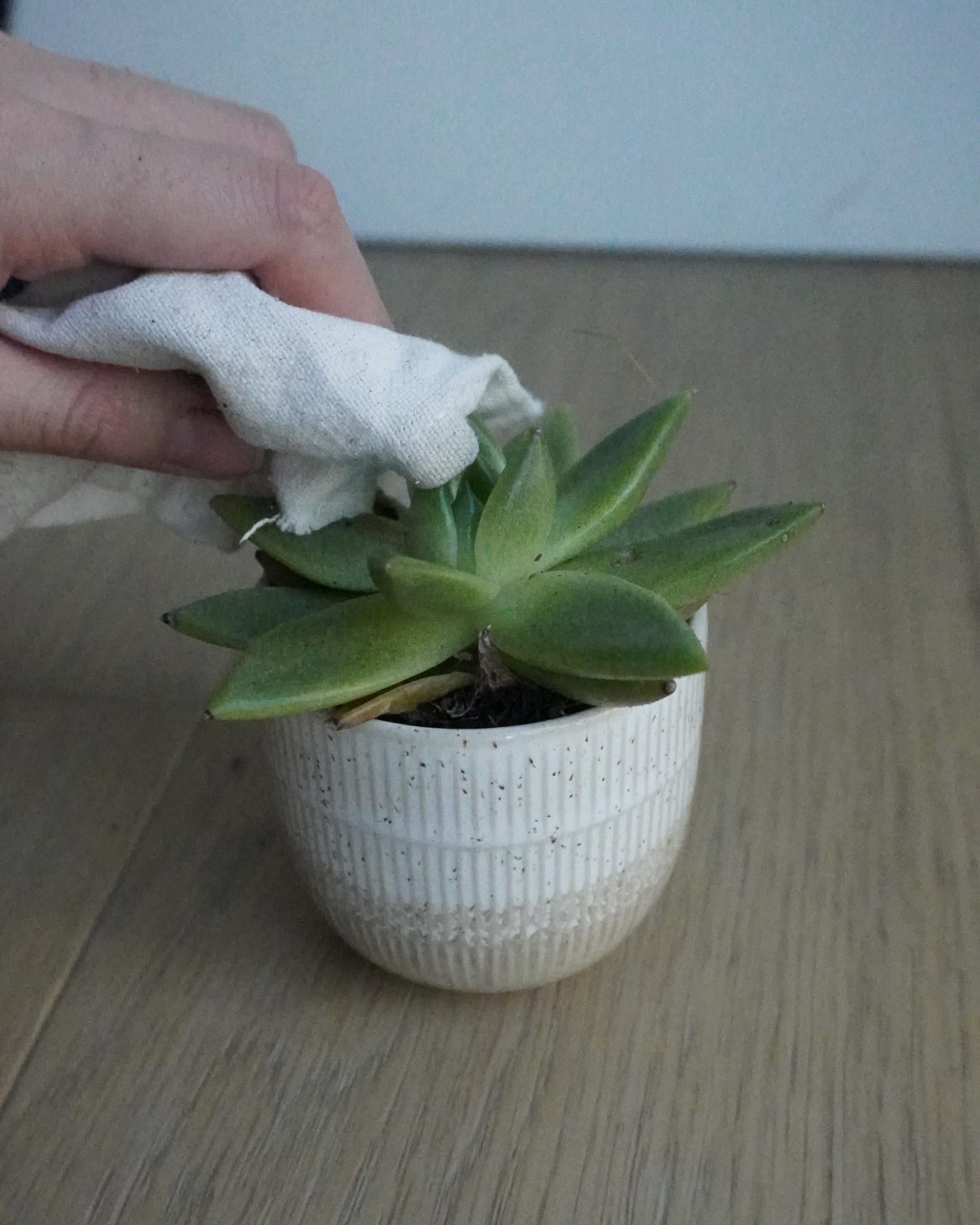 It is a picture of plant and my hand cleaning it.