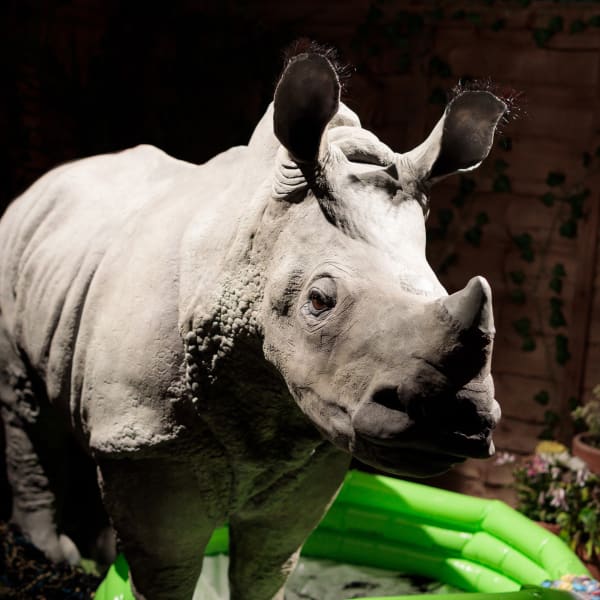 Model of a baby rhino made by Keiran Pratt - BA Technical Arts for Theatre and Performance.