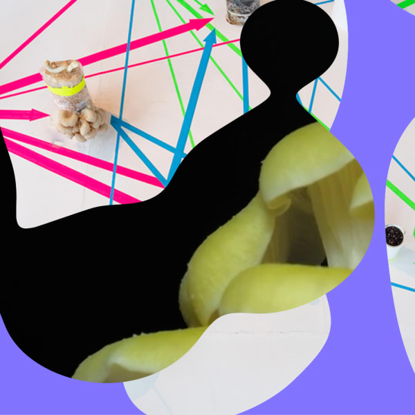 Coloured graphic collage of a diagram and photo of mushrooms