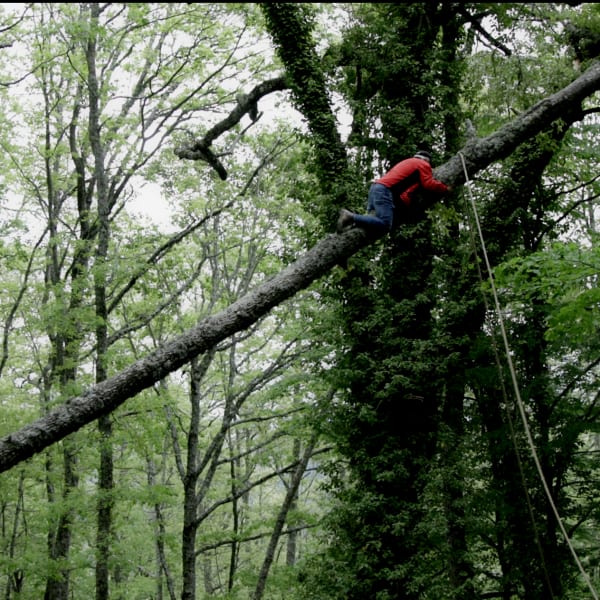 Person in a wood, holding on to the trunk of a tree and looking up at the leaves.