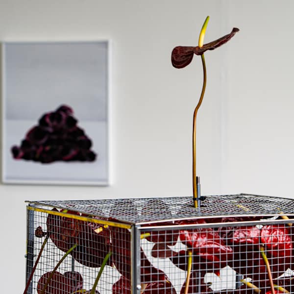 Wire-mesh sculpture filled with red flowers, with a single flower stem rising above and a framed photograph in the background.