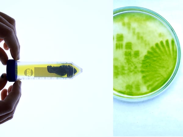 two images, one shows hands holding a large test tube, the other shows two petri dishes containing green matter